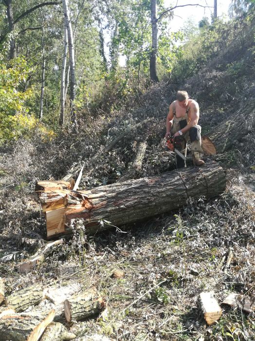 Wycinka drzew krzewów tanio szybko