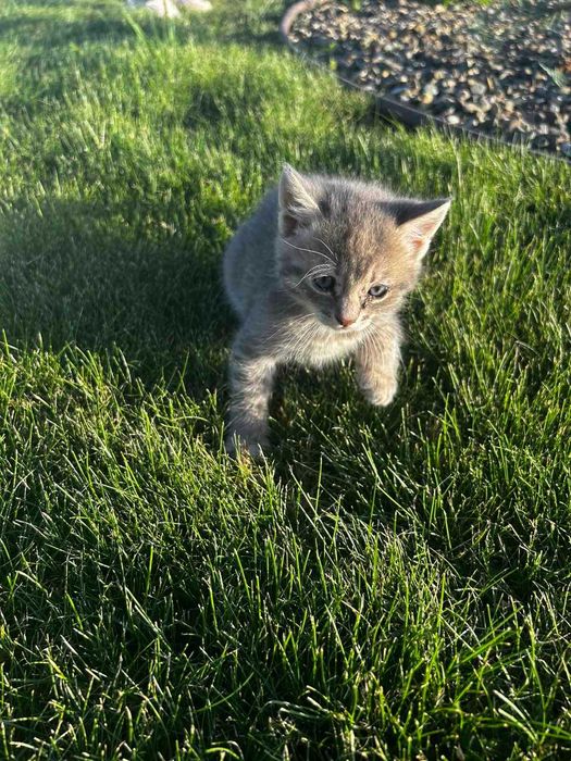 Кошенята шукають господарів