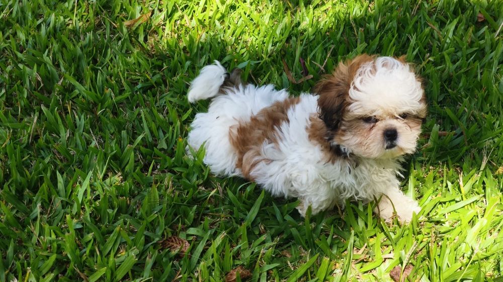 Shih-Tzu macho disponível
