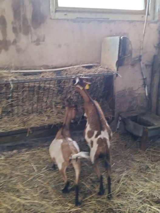 Cabras.     anãs