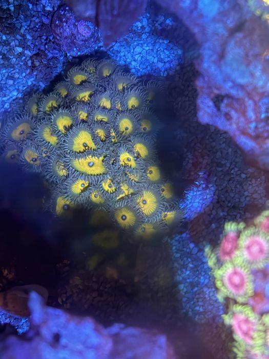 Vendo palythoa capitain jerk