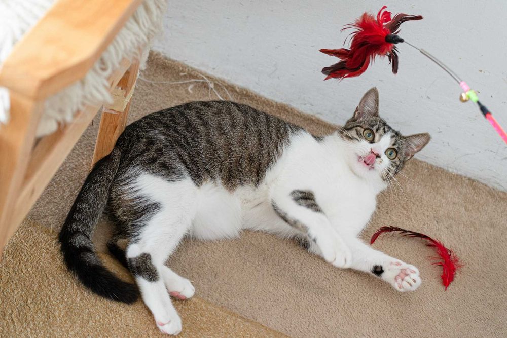 Kacperek szuka domu! Fundacja "Stawiamy na Łapy"