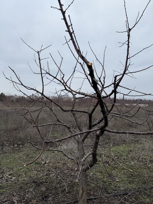 Обрізка дерев, кущів. Омолодження саду