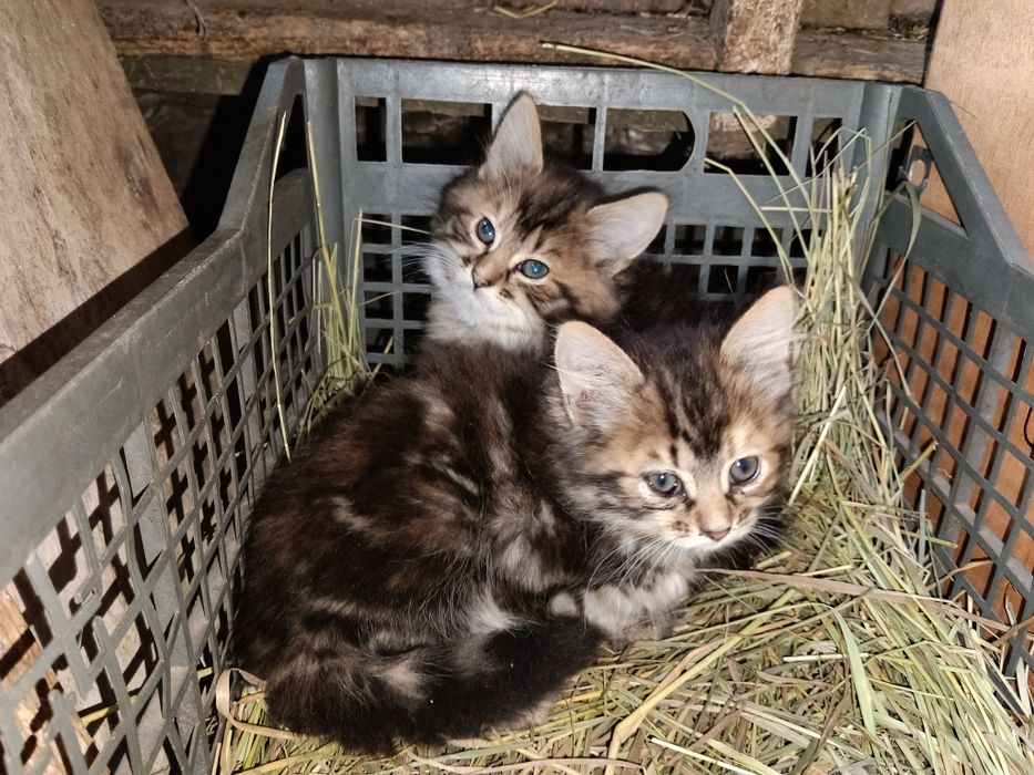 Віддам кошенят безкоштовно