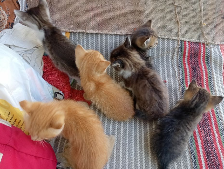 Кошенята, віддам в хороші рукі