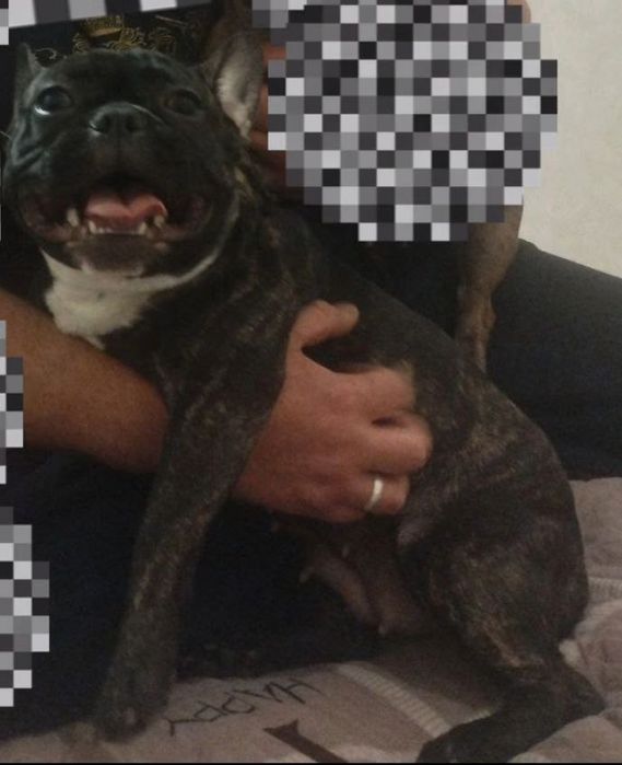 Продам французького бульдога