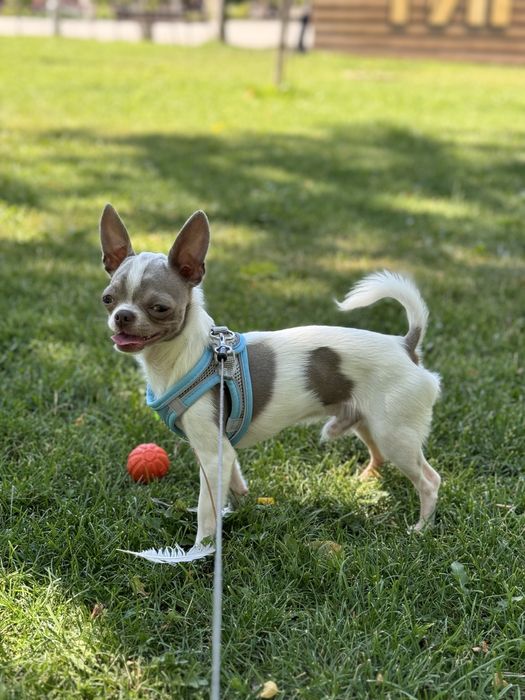 Шукаю подружку………..