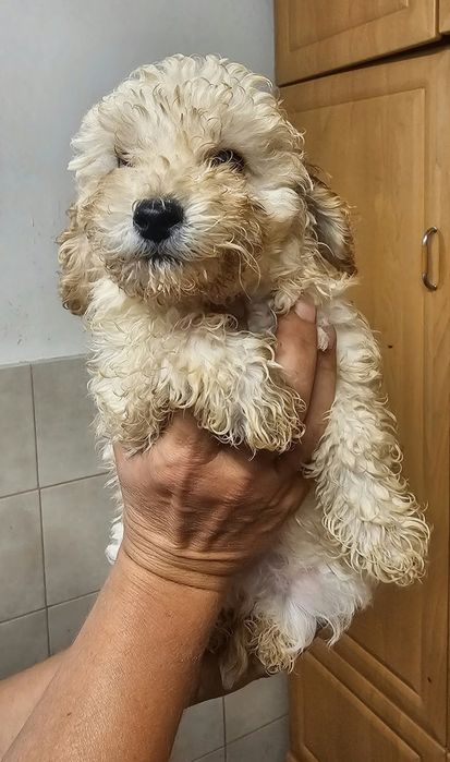 Pudelek miniaturka