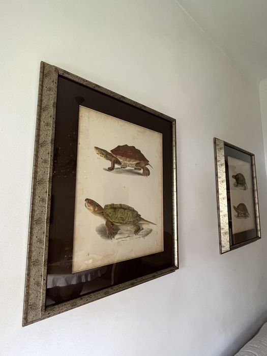 Dois quadros tartarugas425129309939978242