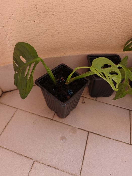 Monstera oblíqua adansonii.