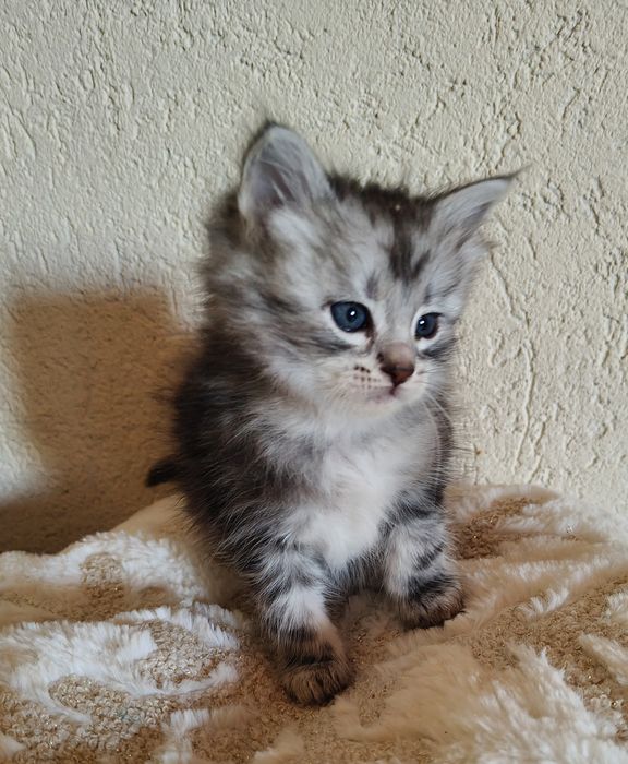 Syberyjski srebrny chłopiec