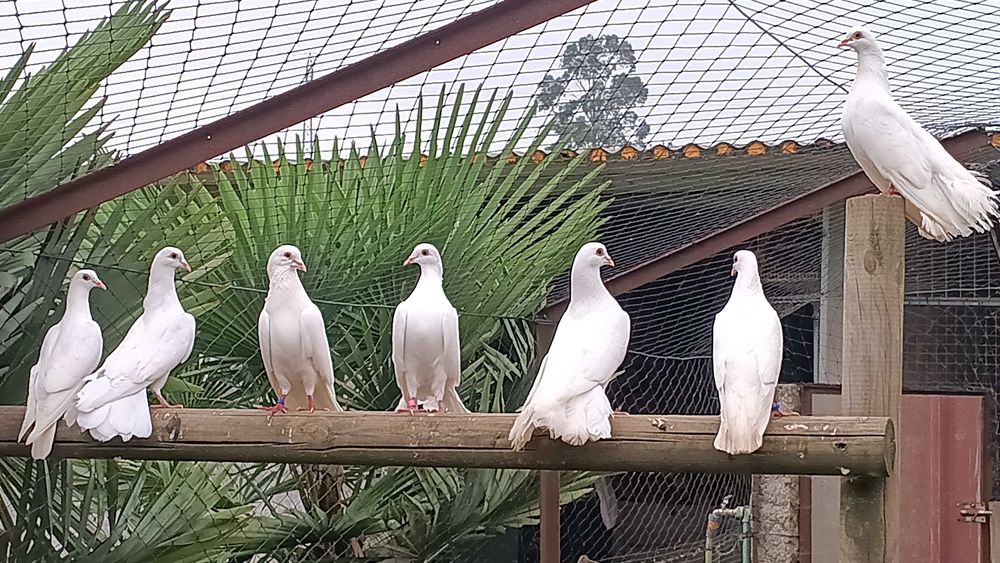 Pombas brancas e de leque