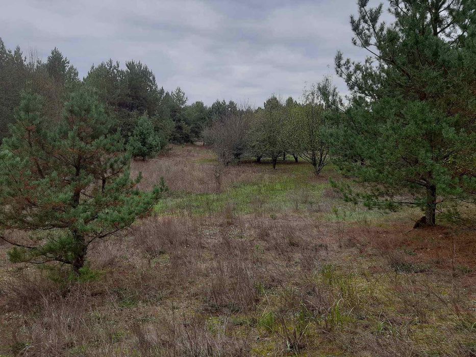 1Продається ділянка з Лісом