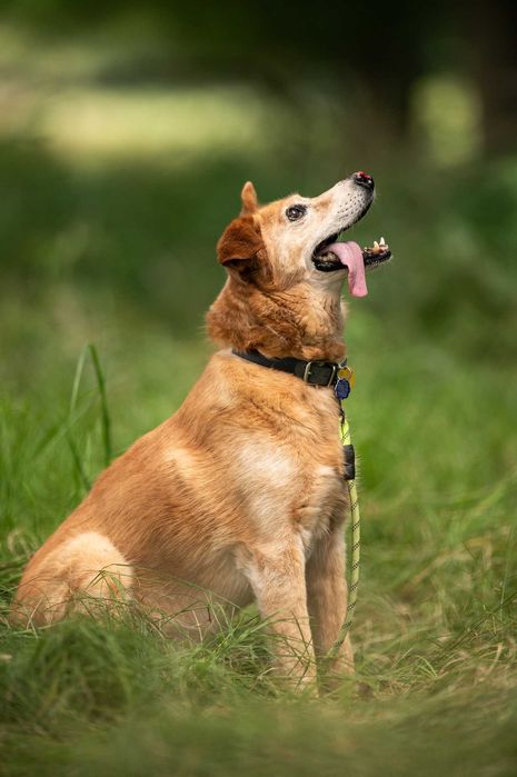 Nosek - pełen pozytywnej energii słodziak - do adopcji