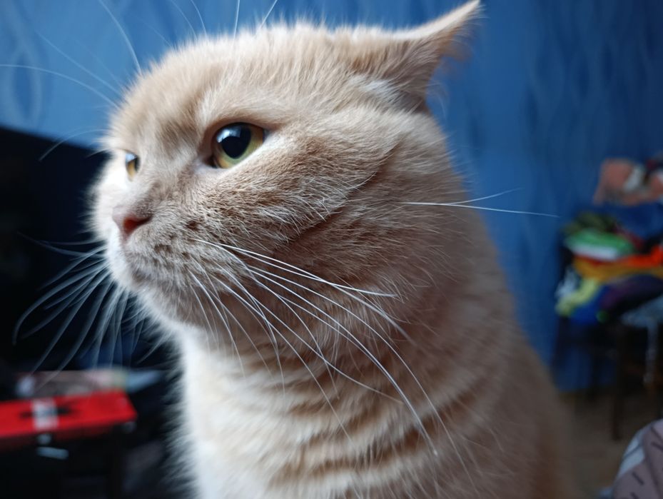 Котика в добрі - люблячі руки