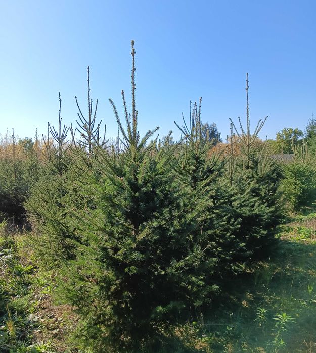 Choinki bożonarodzeniowe