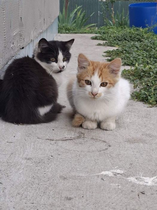 Кошенята шукають родину
