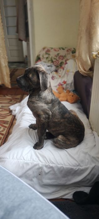 Кане карсо дівчинка 3,5 місяці