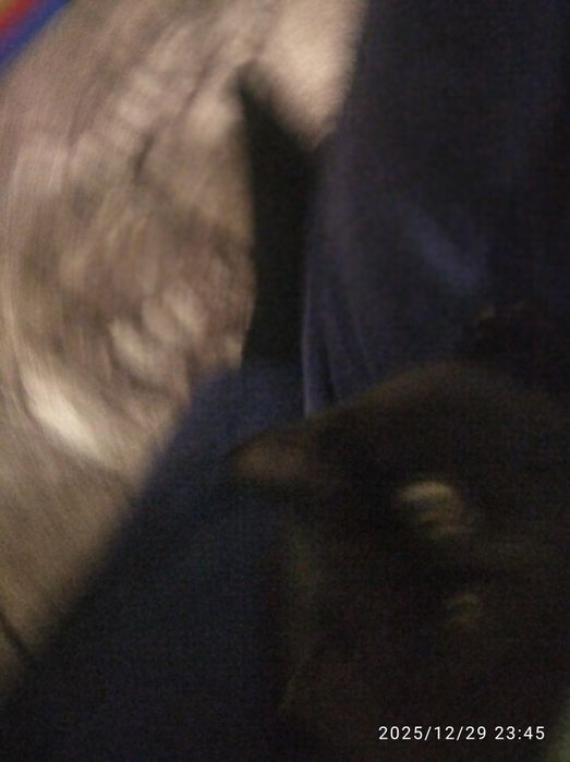 Продам котенка прямоухий британский