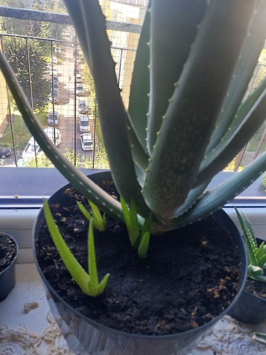 Aloes sadzonki mlode