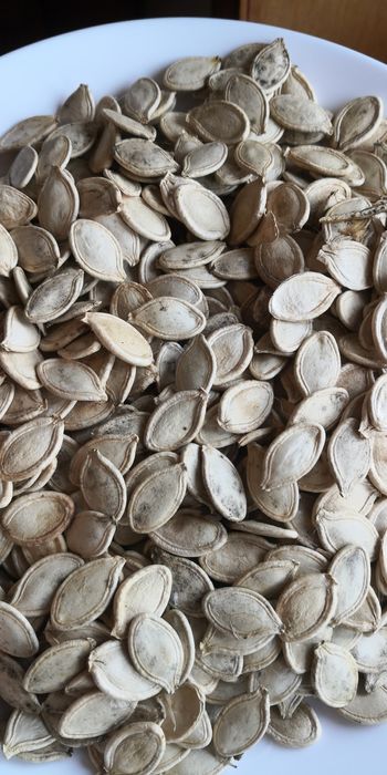 Sementes abóbora porqueira