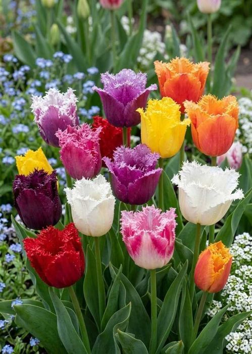 Zestaw Tulipany STRZĘPISTE 25 szt TULIPAN 10/11 Mix Kolorów Cebulki Tulipanów