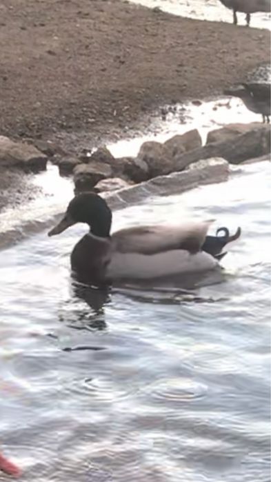 Patos muito bonitos