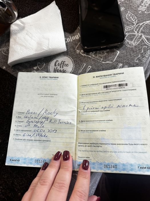 Бультерьер ВЯЗКА