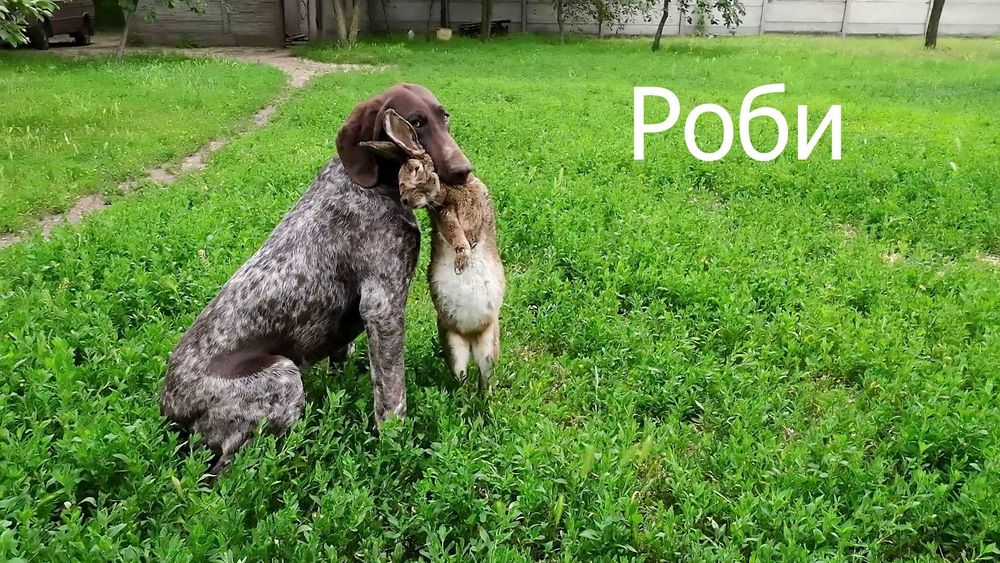 Профессионально, качественно подготовленные собаки для охоты.