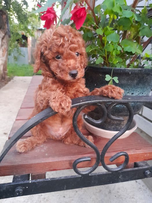 Найгарніші малята той -Пудель.