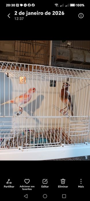 Ultimos Canários para  ceder