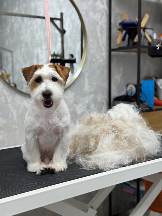 Послуги для тварин стрижка собак грумінг