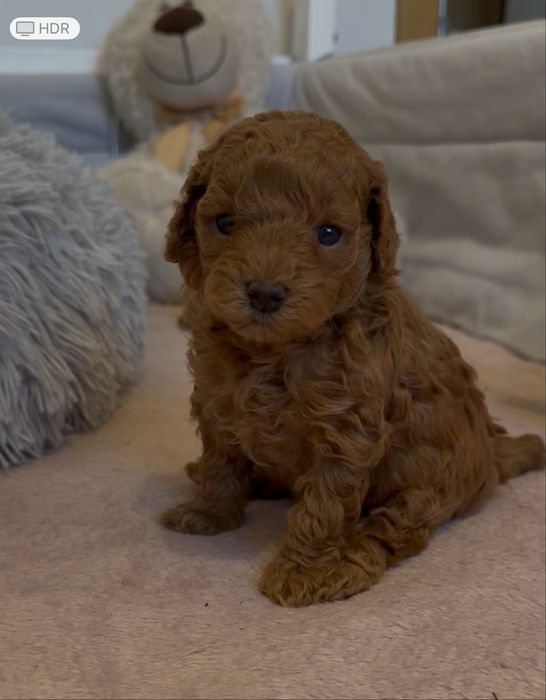 Maltipoo F1B dziewczynka