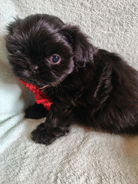 Czarny piesek shih tzu