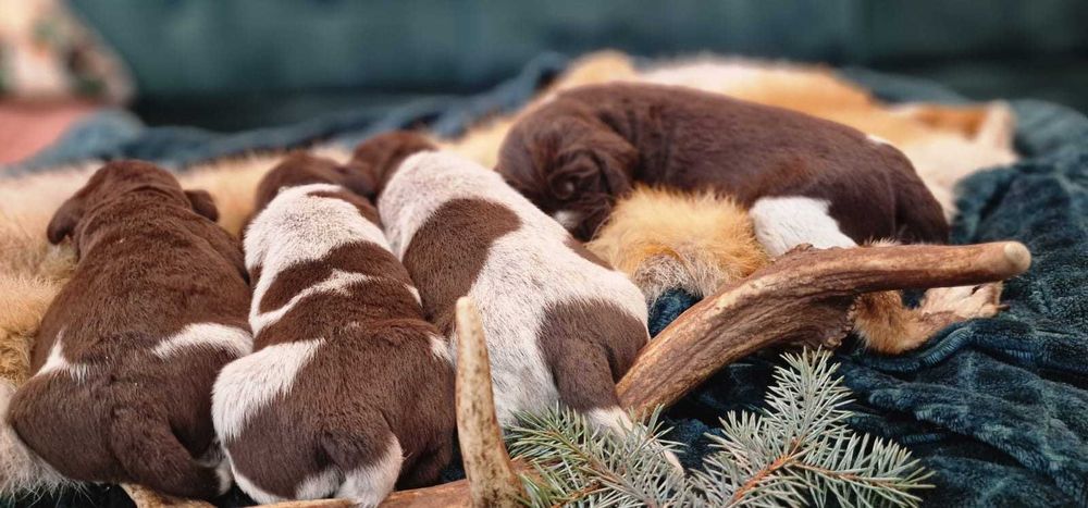 Wyżeł niemiecki szorstkowłosy „Canis Spes” FCI