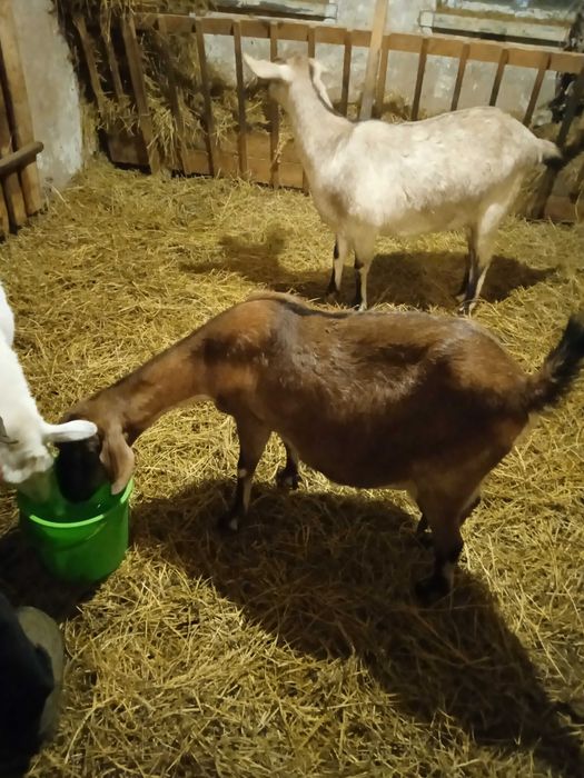 Продаються молочні кози