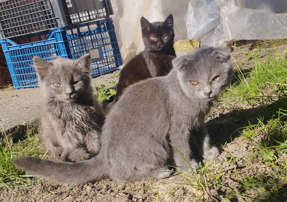 Кошенята у добрі ручки