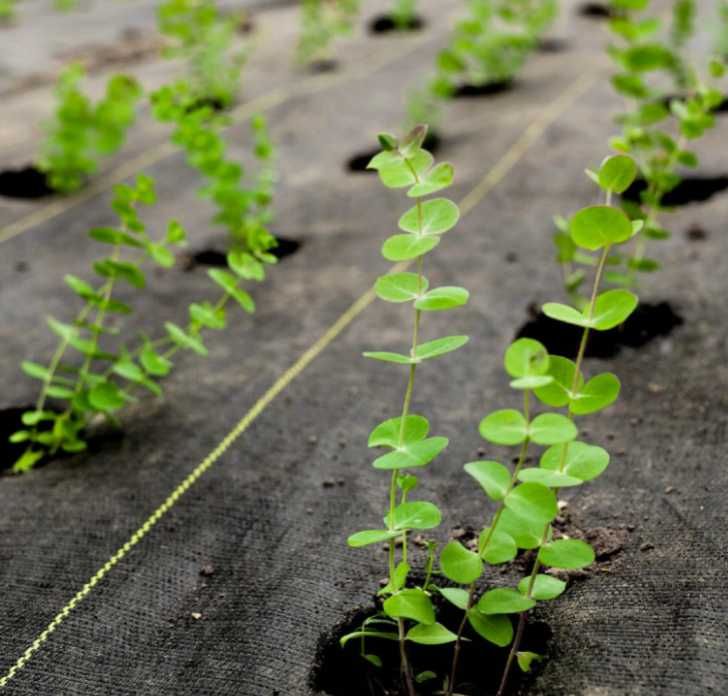 AGROWŁÓKNINA  Agrotkanina, mata na chwasty, czarna + Szpilki, 55m2