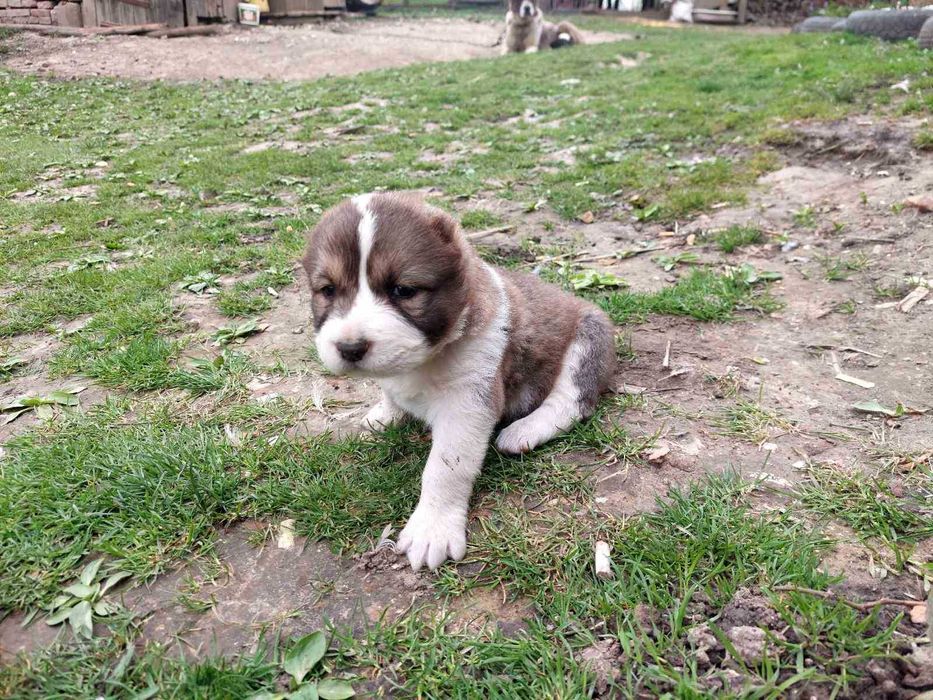 Щенки алабая з документами