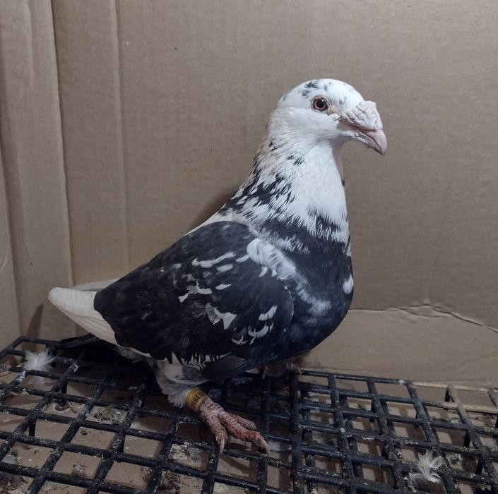 Gołębie staropolskie