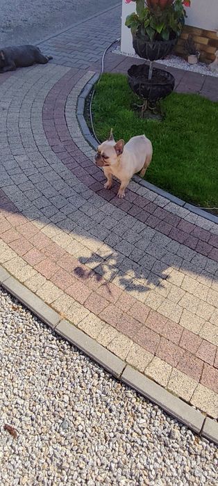 Oddam za darmo w dobre ręce