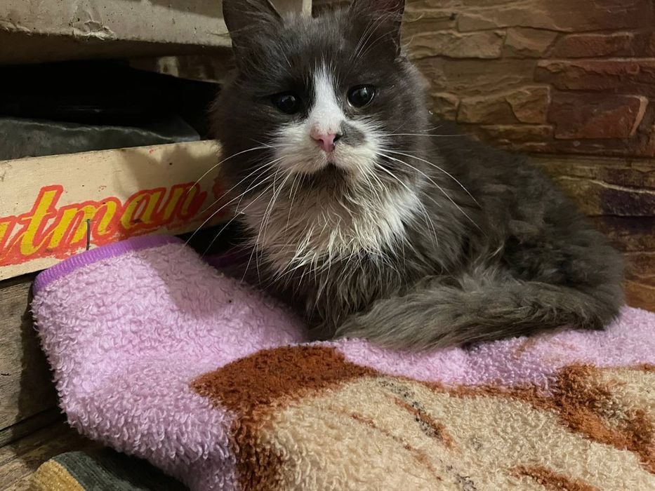 Продаю кота за 100грн