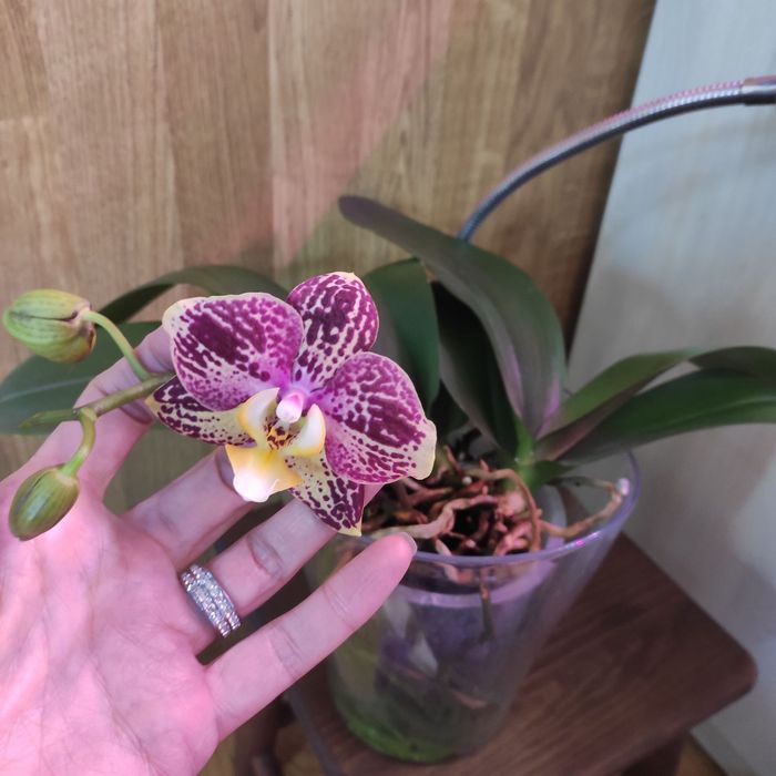 Орхидея фаленопсис Пиниф