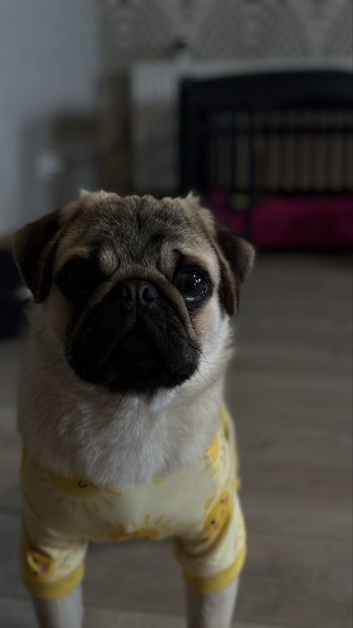 Красунчик мопс шукає батьків