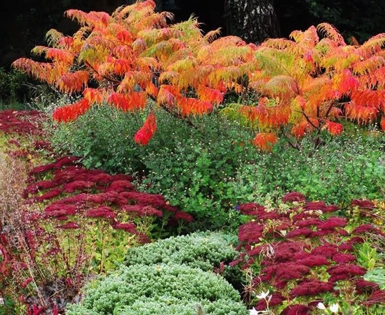 Сумах оленерогий (Rhus typhina) 1,0-3,5 м