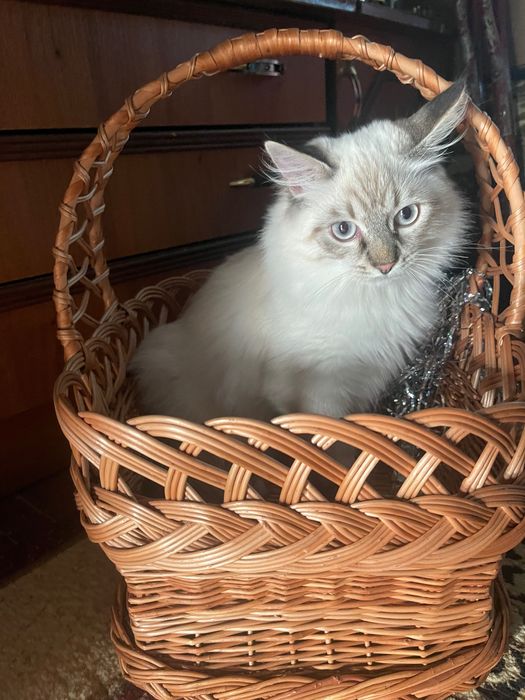 Кошеня ,хлопчик ,породи Невська-Маскарадна