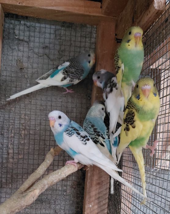 Piriquitos e mandarins