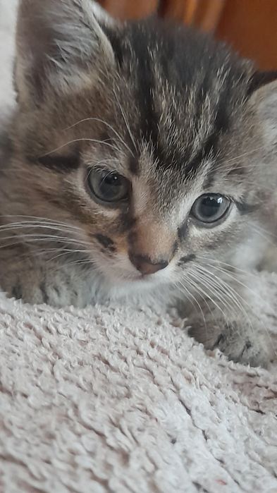 Котик хлопчик Вінниця