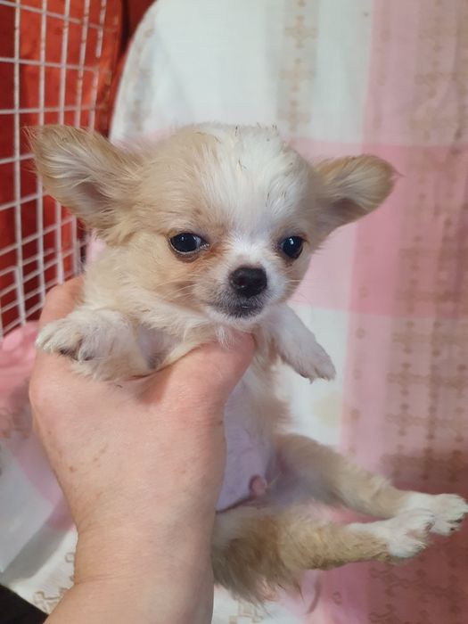 Кревовый мальчишка чишка