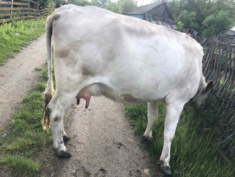 Продам у добрі руки